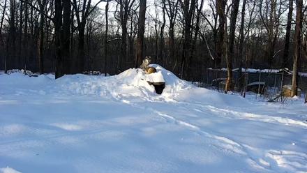 Wolf Center - Group 1 Wolves - Jan 27, 2026, 8:21am EST