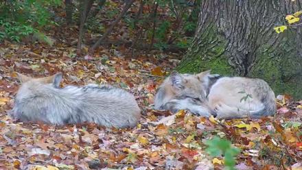 Wolf Center - Group 1 Wolves - Oct 31, 2025, 4:07pm EDT