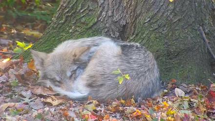 Wolf Center - Group 1 Wolves - Nov 1, 2025, 4:59pm EDT