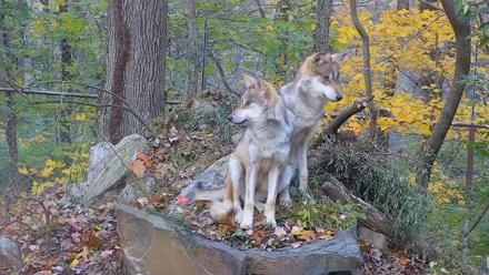 Wolf Center - Group 1 Wolves - Nov 2, 2025, 6:56am EST