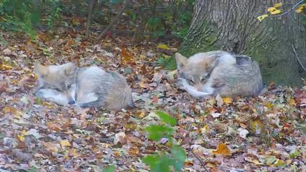 Wolf Center - Group 1 Wolves - Nov 1, 2025, 3:35pm EDT