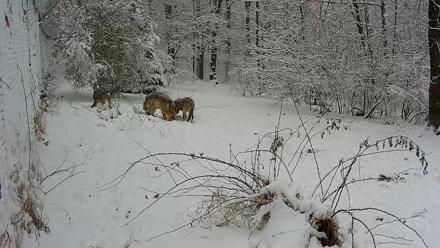 Wolf Center - Group 1 Wolves - Dec 14, 2025, 10:55am EST