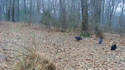 Wolf Center - Group 1 Wolves - Dec 10, 2025, 9:47am EST