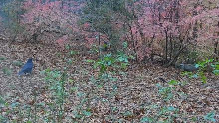 Wolf Center - Group 1 Wolves - Nov 15, 2025, 4:21pm EST