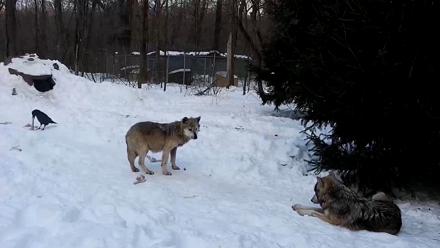 Wolf Center - Group 1 Wolves - Feb 4, 2026, 7:30am EST