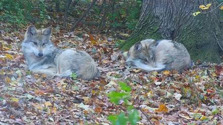 Wolf Center - Group 1 Wolves - Nov 1, 2025, 4:10pm EDT