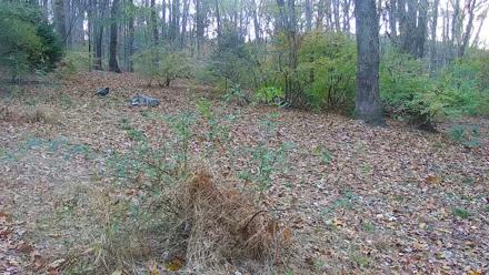 Wolf Center - Group 1 Wolves - Nov 6, 2025, 3:36pm EST