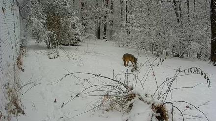 Wolf Center - Group 1 Wolves - Dec 14, 2025, 9:27am EST