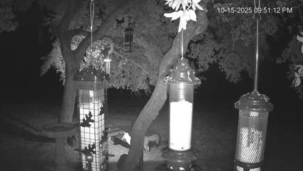 Texas Bird Activity Live Webcam - Oct 15, 2025, 9:51pm CDT