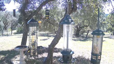 Texas Bird Activity Live Webcam - Oct 29, 2025, 1:44pm CDT
