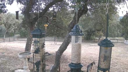 Texas Bird Activity Live Webcam - Oct 15, 2025, 7:19pm CDT