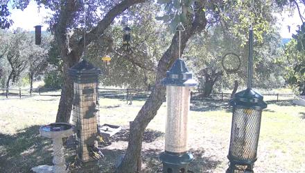 Texas Bird Activity Live Webcam - Nov 3, 2025, 1:25pm CST