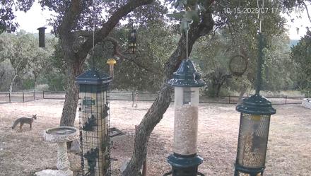 Texas Bird Activity Live Webcam - Oct 15, 2025, 7:17pm CDT
