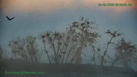 Bird Island Standley Lake Live Webcam - Apr 2, 2026, 6:39am MDT