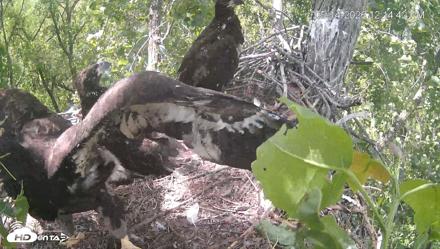 Cardinal Land Conservancy Eagles Live Webcam - May 14, 2026, 12:15pm EDT