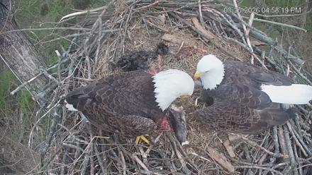 Cardinal Land Conservancy Eagles Live Webcam - Mar 25, 2026, 4:59pm EDT