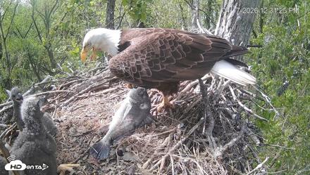 Cardinal Land Conservancy Eagles Live Webcam - Apr 17, 2026, 12:32pm EDT