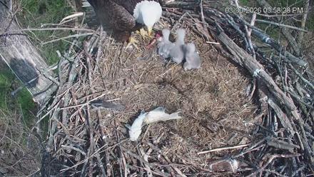 Cardinal Land Conservancy Eagles Live Webcam - Mar 30, 2026, 3:59pm EDT