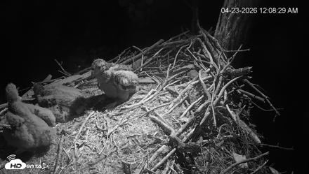 Cardinal Land Conservancy Eagles Live Webcam - Apr 23, 2026, 12:09am EDT