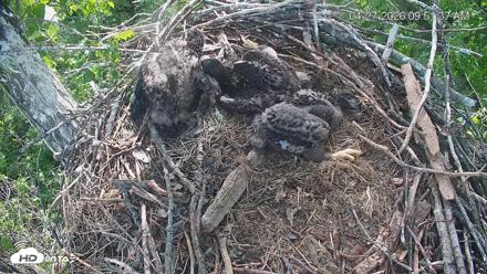 Cardinal Land Conservancy Eagles Live Webcam - Apr 27, 2026, 9:52am EDT