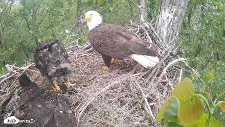 Cardinal Land Conservancy Eagles Live Webcam - May 5, 2026, 2:14pm EDT