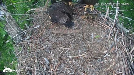 Cardinal Land Conservancy Eagles Live Webcam - May 15, 2026, 12:45pm EDT
