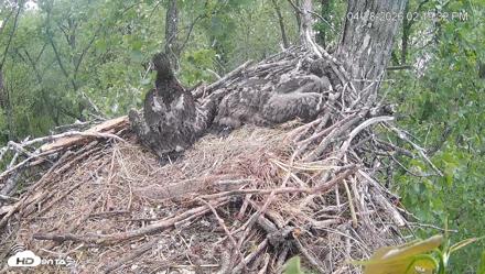 Cardinal Land Conservancy Eagles Live Webcam - Apr 28, 2026, 2:20pm EDT