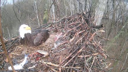 Cardinal Land Conservancy Eagles Live Webcam - Mar 26, 2026, 8:22am EDT