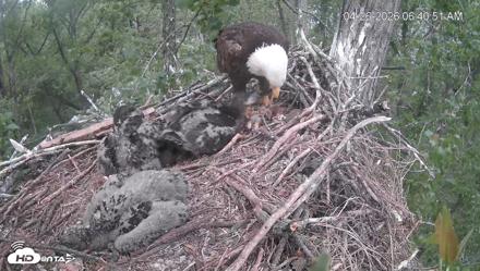 Cardinal Land Conservancy Eagles Live Webcam - Apr 26, 2026, 6:42am EDT