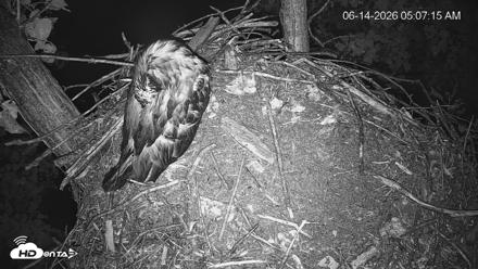 Cardinal Land Conservancy Eagles Live Webcam - Jun 14, 2026, 5:07am EDT