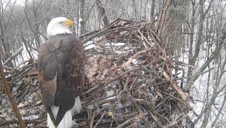 Cardinal Land Conservancy Eagles Live Webcam - Feb 5, 2026, 11:13am EST