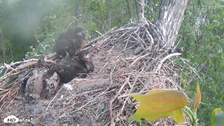 Cardinal Land Conservancy Eagles Live Webcam - Apr 29, 2026, 8:03pm EDT