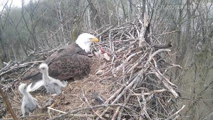 Cardinal Land Conservancy Eagles Live Webcam - Mar 31, 2026, 1:13pm EDT