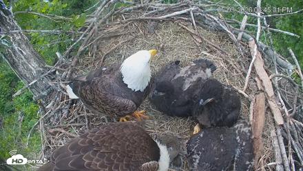 Cardinal Land Conservancy Eagles Live Webcam - May 3, 2026, 6:48pm EDT