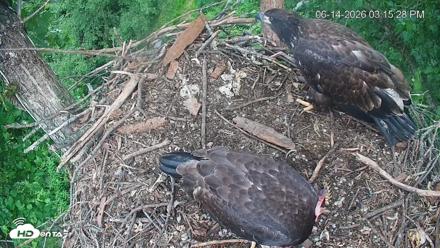 Cardinal Land Conservancy Eagles Live Webcam - Jun 14, 2026, 3:16pm EDT