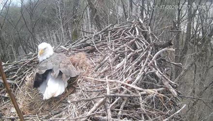 Cardinal Land Conservancy Eagles Live Webcam - Mar 17, 2026, 3:58pm EDT