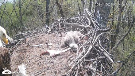 Cardinal Land Conservancy Eagles Live Webcam - Apr 11, 2026, 3:34pm EDT