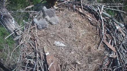 Cardinal Land Conservancy Eagles Live Webcam - Apr 6, 2026, 2:14pm EDT