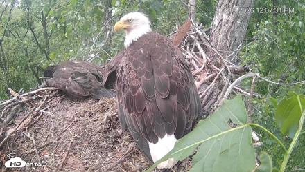 Cardinal Land Conservancy Eagles Live Webcam - May 19, 2026, 12:08pm EDT
