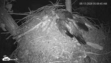 Cardinal Land Conservancy Eagles Live Webcam - Jun 13, 2026, 5:10am EDT