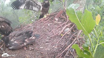 Cardinal Land Conservancy Eagles Live Webcam - May 28, 2026, 8:11am EDT