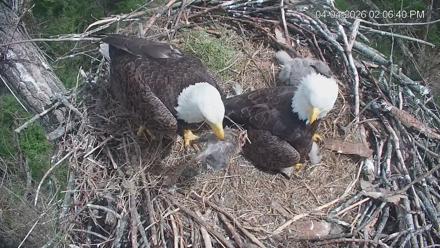 Cardinal Land Conservancy Eagles Live Webcam - Apr 4, 2026, 2:07pm EDT