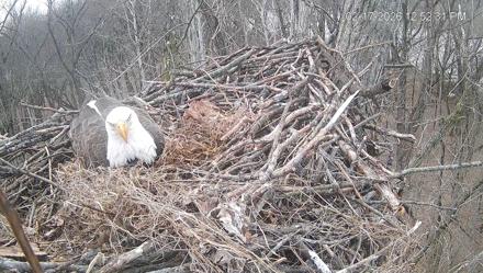 Cardinal Land Conservancy Eagles Live Webcam - Feb 17, 2026, 12:53pm EST
