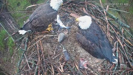 Cardinal Land Conservancy Eagles Live Webcam - Mar 26, 2026, 8:08am EDT