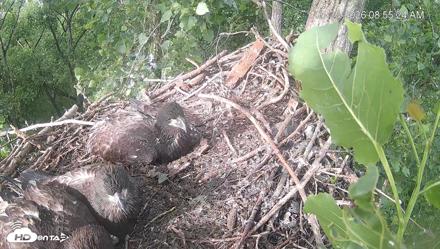 Cardinal Land Conservancy Eagles Live Webcam - May 25, 2026, 8:56am EDT