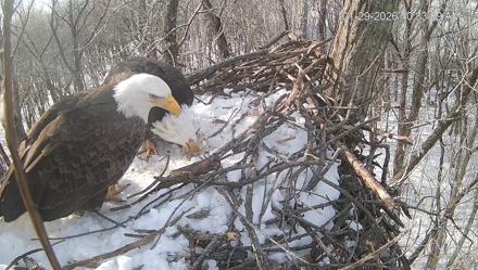Cardinal Land Conservancy Eagles Live Webcam - Jan 29, 2026, 10:34am EST