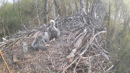 Cardinal Land Conservancy Eagles Live Webcam - Apr 8, 2026, 7:12pm EDT