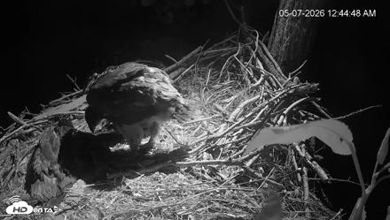 Cardinal Land Conservancy Eagles Live Webcam - May 7, 2026, 12:45am EDT