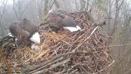 Cardinal Land Conservancy Eagles Live Webcam - Feb 16, 2026, 8:59am EST