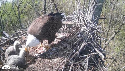 Cardinal Land Conservancy Eagles Live Webcam - Apr 11, 2026, 11:48am EDT